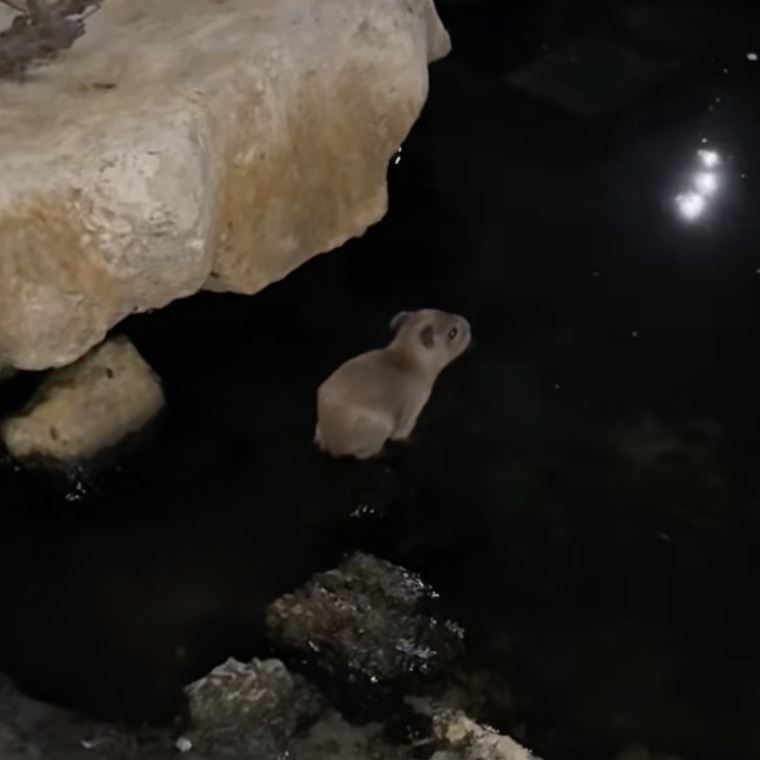 Meet Nilb: The Day-Old Capybara Who's Breaking the Internet One Paddle at a Time